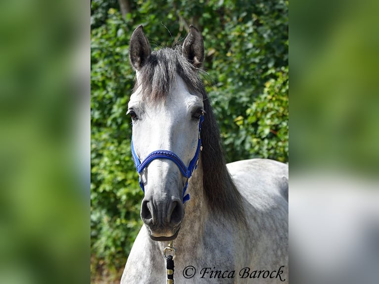PRE Hengst 6 Jahre 168 cm Schimmel in Wiebelsheim
