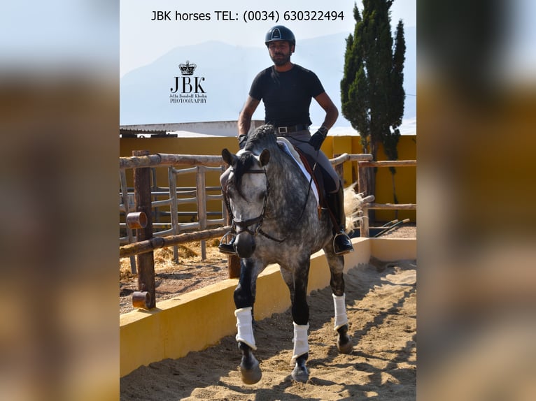 PRE Mix Hengst 6 Jahre 168 cm Schimmel in Tabernas Almeria