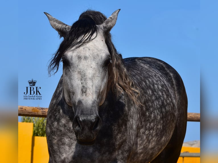 PRE Mix Hengst 6 Jahre 168 cm Schimmel in Tabernas Almeria
