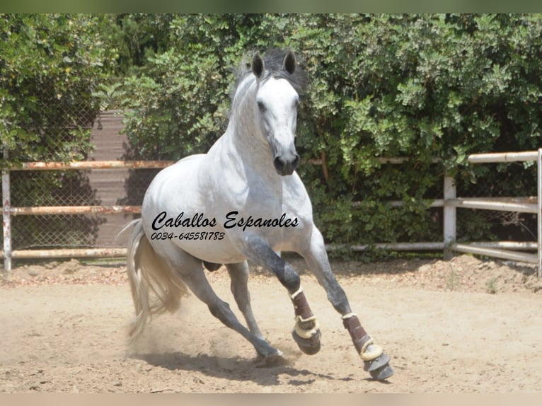 PRE Mix Hengst 6 Jahre 168 cm Schimmel in Vejer de la Frontera