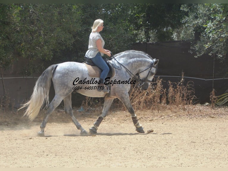 PRE Mix Hengst 6 Jahre 168 cm Schimmel in Vejer de la Frontera