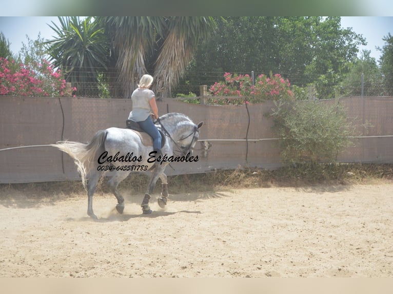 PRE Mix Hengst 6 Jahre 168 cm Schimmel in Vejer de la Frontera