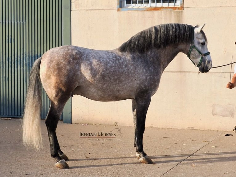 PRE Mix Hengst 6 Jahre 168 cm Schimmel in Navas Del Madroño