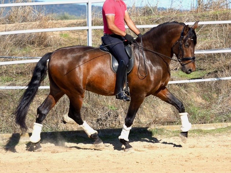 PRE Mix Hengst 6 Jahre 169 cm Brauner in Navas Del Madroño