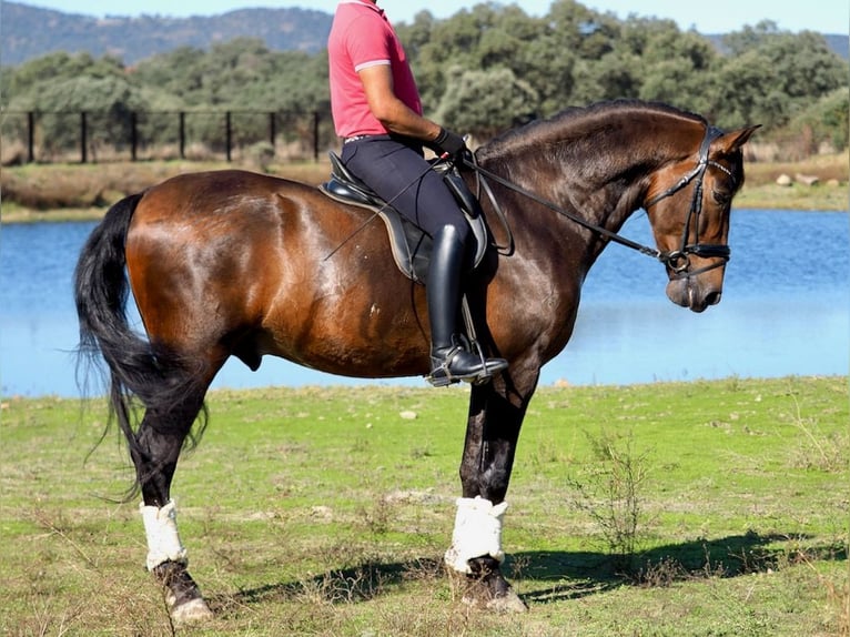 PRE Mix Hengst 6 Jahre 169 cm Brauner in Navas Del Madroño