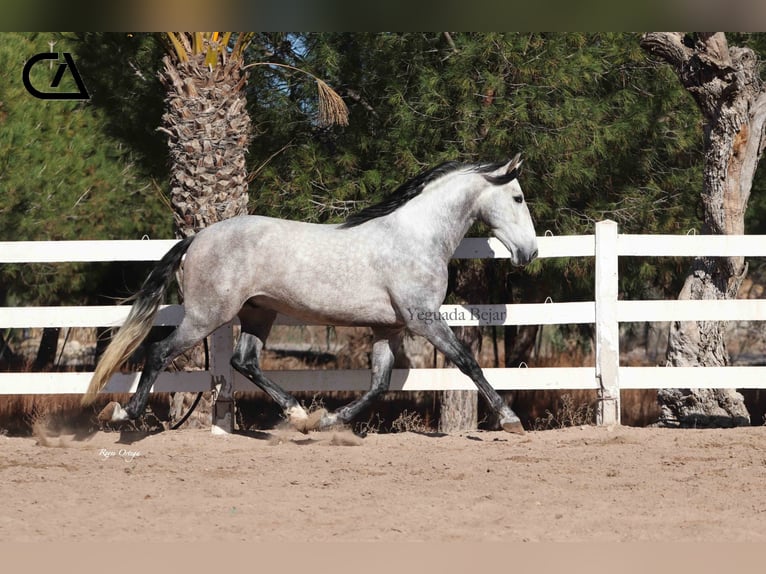 PRE Hengst 6 Jahre 169 cm in Puerto Lumbreras