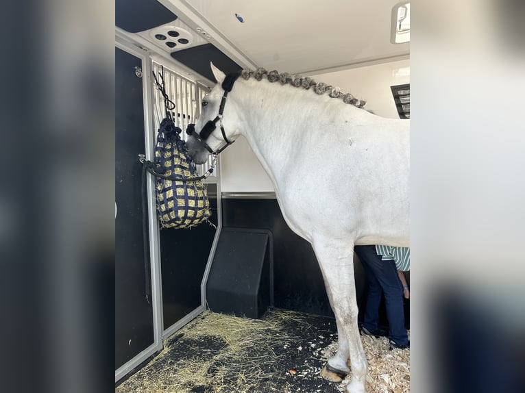 PRE Mix Hengst 6 Jahre 169 cm Schimmel in Rotheux-Rimière