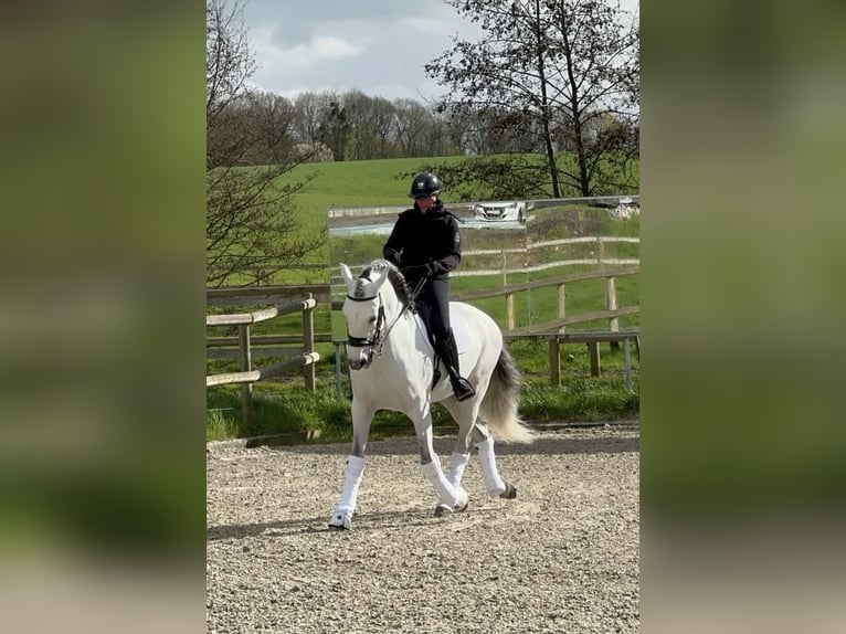 PRE Mix Hengst 6 Jahre 169 cm Schimmel in Rotheux-Rimière