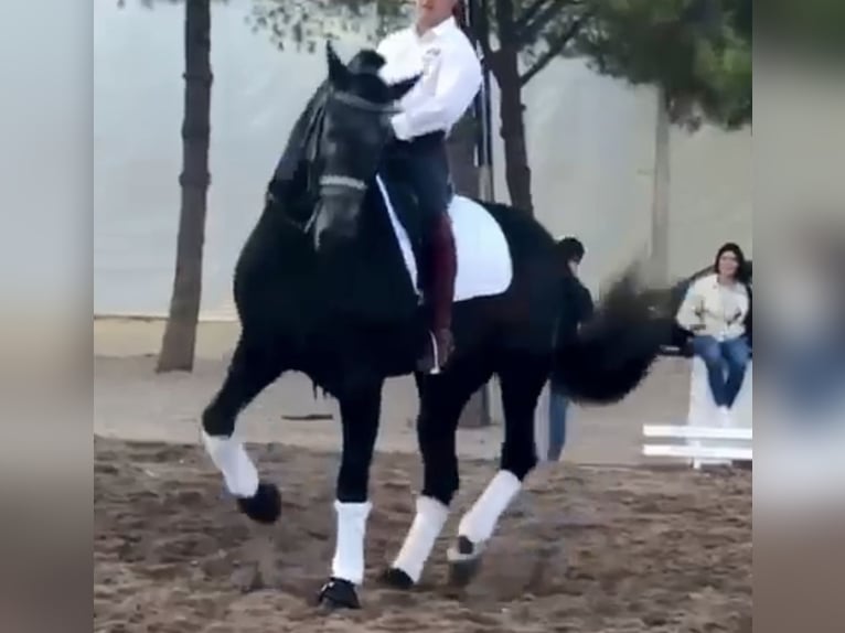 PRE Mix Hengst 6 Jahre 170 cm Apfelschimmel in Santa Perpetua de Mogoda