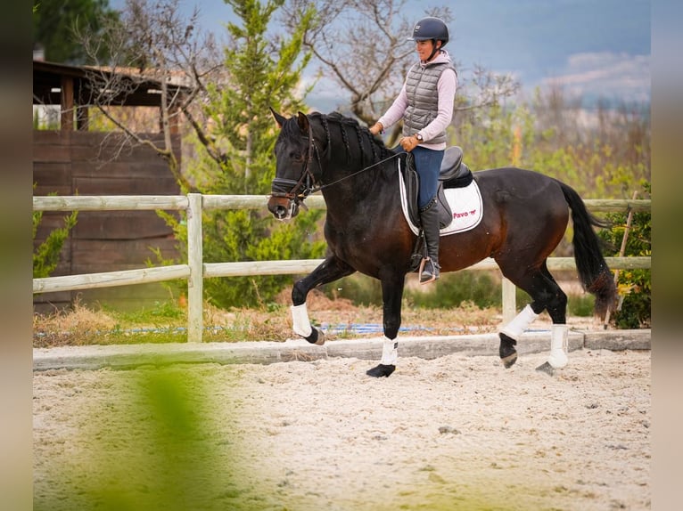 PRE Mix Hengst 6 Jahre 170 cm Dunkelbrauner in Rafelguaraf