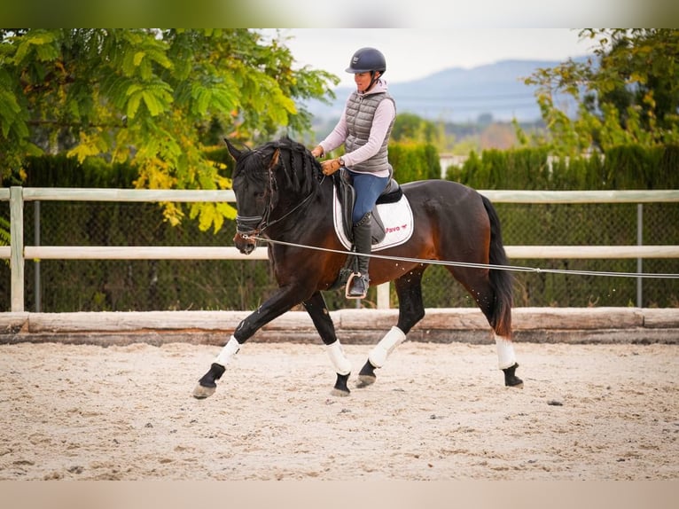 PRE Mix Hengst 6 Jahre 170 cm Dunkelbrauner in Rafelguaraf
