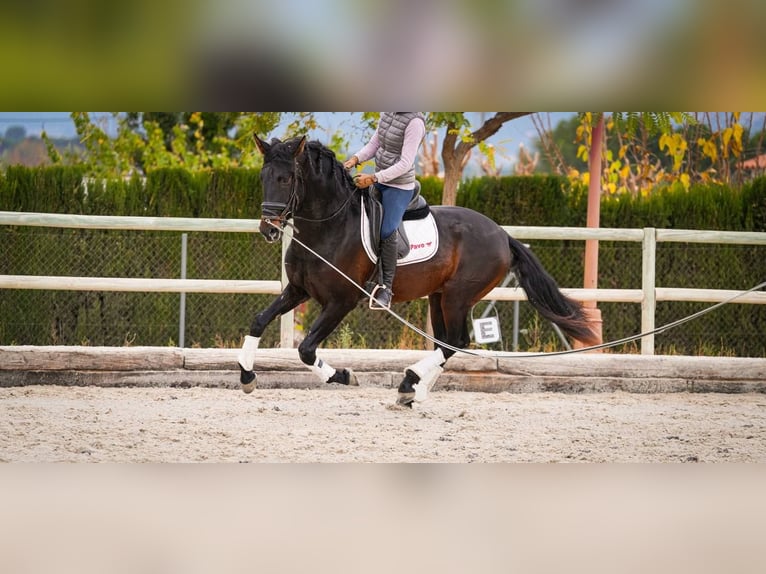 PRE Mix Hengst 6 Jahre 170 cm Dunkelbrauner in Rafelguaraf