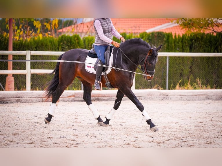 PRE Mix Hengst 6 Jahre 170 cm Dunkelbrauner in Rafelguaraf