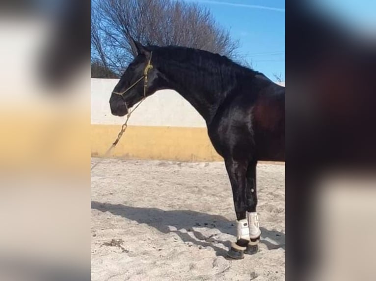 PRE Hengst 6 Jahre 170 cm Rappe in Navarra