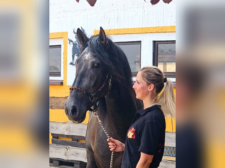 PRE Hengst 6 Jahre 170 cm Rappschimmel in Brandis