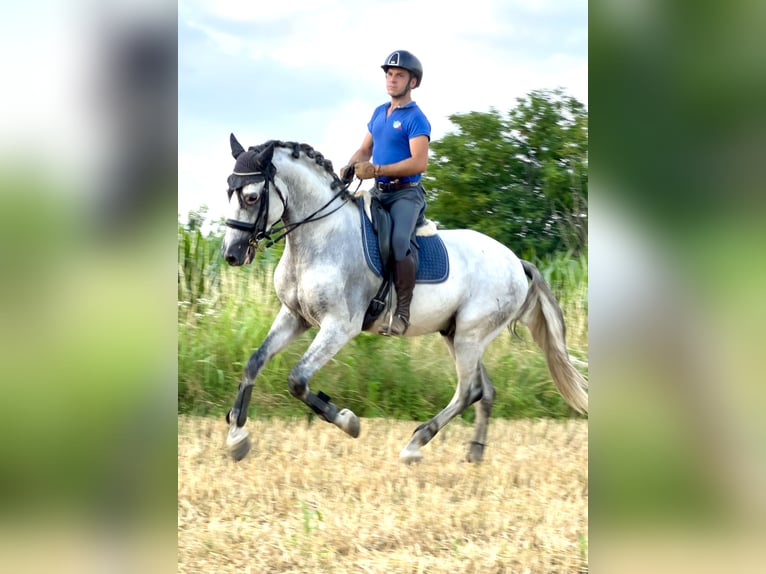 PRE Hengst 6 Jahre 170 cm Schimmel in Rovello Porro