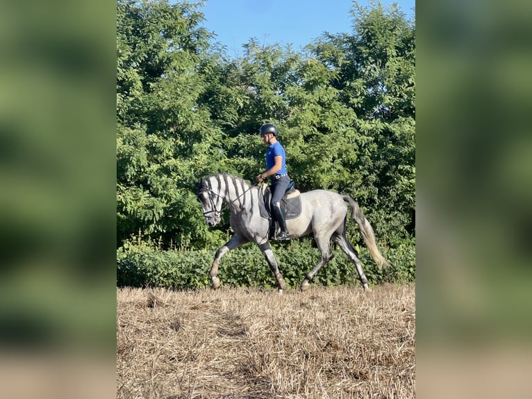 PRE Hengst 6 Jahre 170 cm Schimmel in Rovello porro