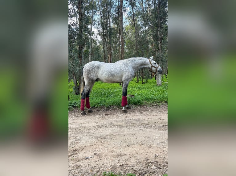 PRE Hengst 6 Jahre 170 cm Schimmel in Rovello porro