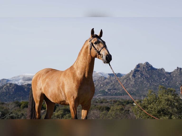 PRE Mix Hengst 6 Jahre 172 cm Buckskin in La Cabrera