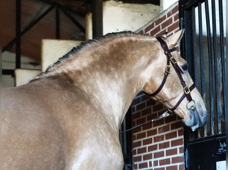 PRE Mix Hengst 6 Jahre 172 cm Buckskin in La Cabrera