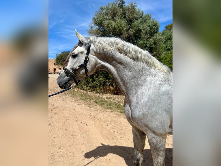 PRE Hengst 6 Jahre 172 cm Schimmel in Algaida