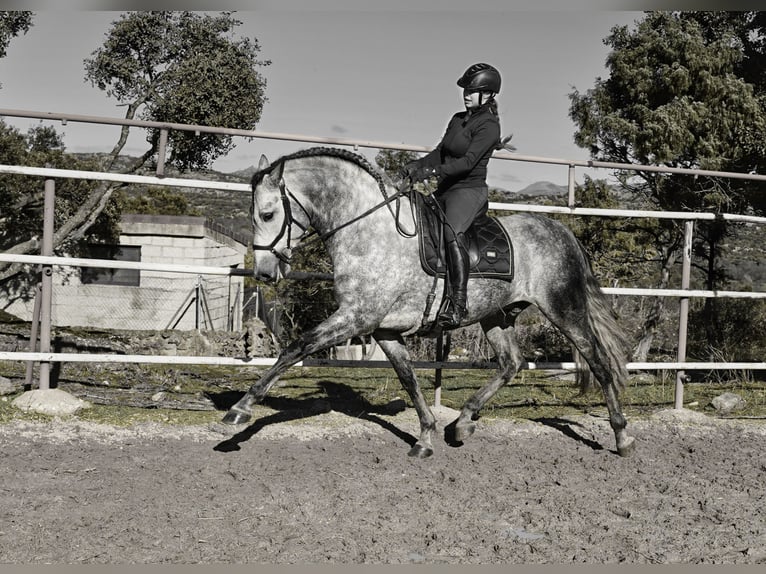 PRE Mix Hengst 6 Jahre 173 cm Apfelschimmel in MADRID