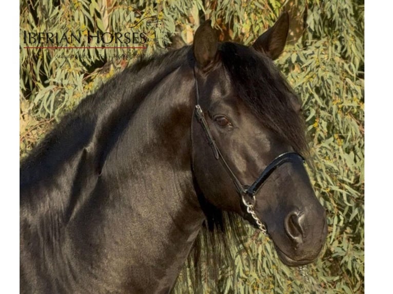 PRE Mix Hengst 6 Jahre 173 cm Rappe in Navas Del Madroño PRE Mix Hengst 6 Jahre 173 cm Rappe in Navas Del Madroño
