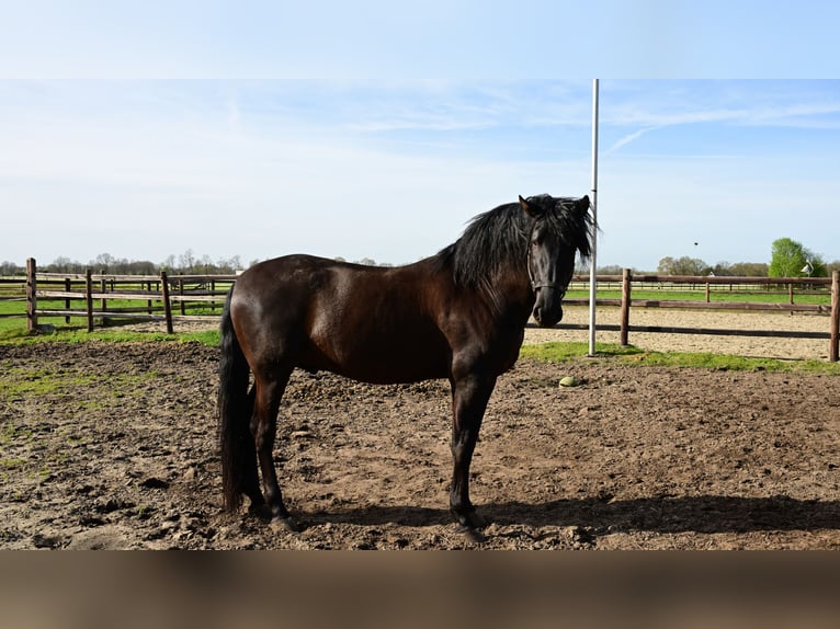 PRE Hengst 6 Jahre 173 cm Rappe in sint michielsgestel