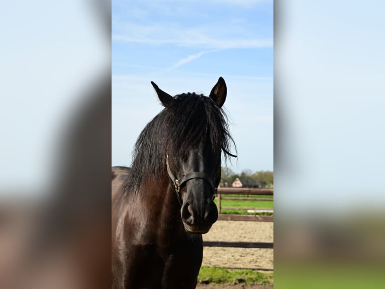 PRE Hengst 6 Jahre 173 cm Rappe in sint michielsgestel