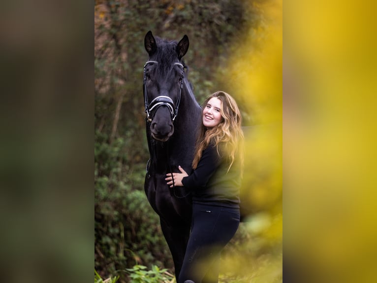 PRE Hengst 6 Jahre 173 cm Rappe in sint michielsgestel