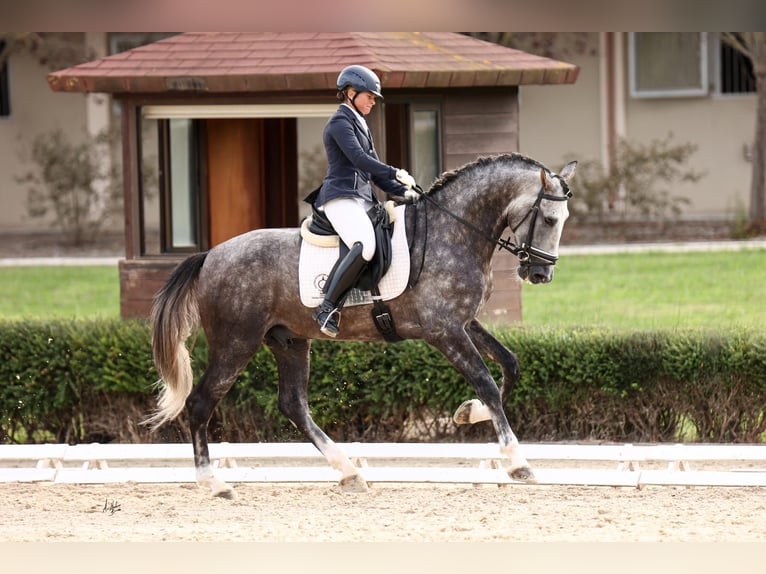 PRE Mix Hengst 6 Jahre 182 cm Schimmel in La Puebla Del Rio