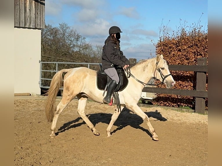 PRE Mix Hengst 7 Jaar 155 cm Palomino in Daleiden