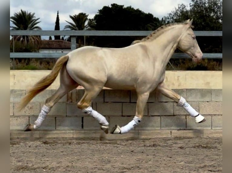 PRE Mix Hengst 7 Jaar 157 cm Perlino in Alicante