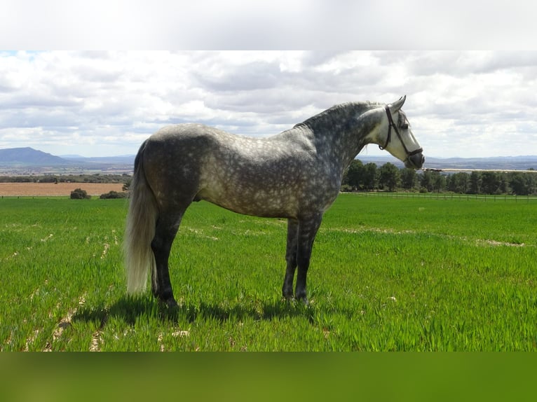 PRE Hengst 7 Jaar 157 cm Schimmel in Alpera