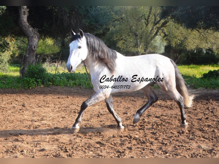 PRE Hengst 7 Jaar 158 cm Appelschimmel in Vejer de la Frontera