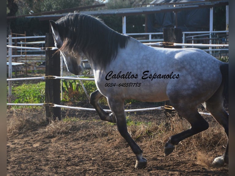 PRE Hengst 7 Jaar 158 cm Appelschimmel in Vejer de la Frontera