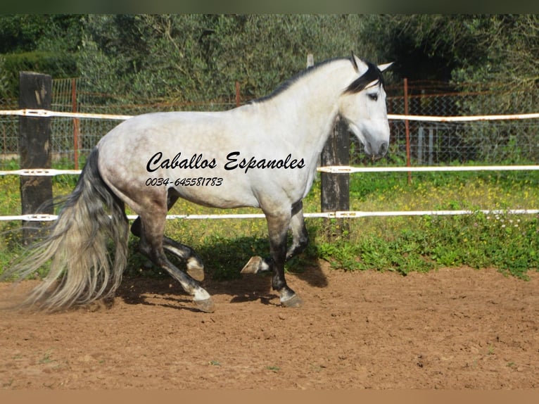 PRE Hengst 7 Jaar 158 cm Appelschimmel in Vejer de la Frontera