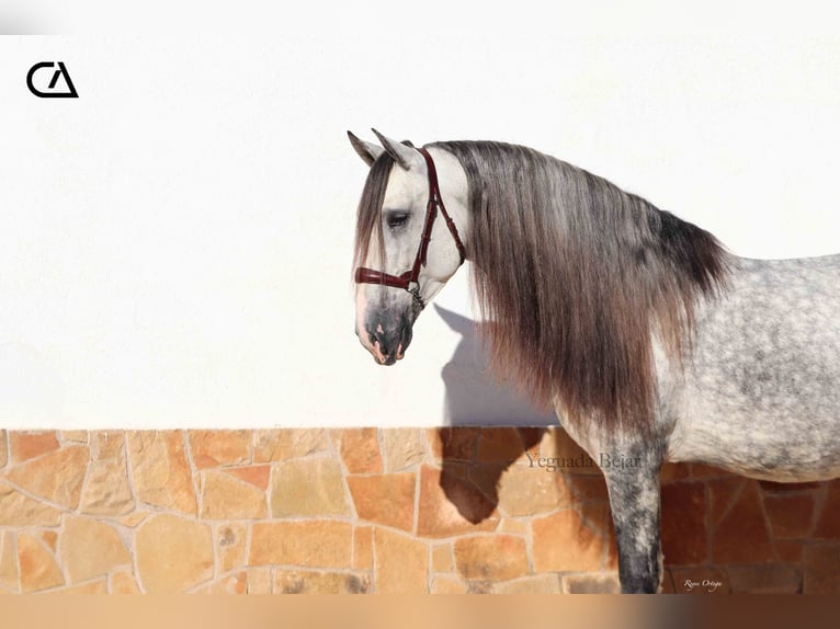 PRE Hengst 7 Jaar 158 cm Appelschimmel in Puerto Lumbreras