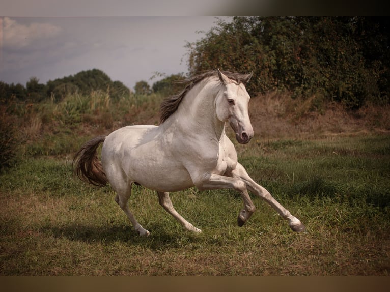 PRE Hengst 7 Jaar 158 cm Pearl in Kubschütz
