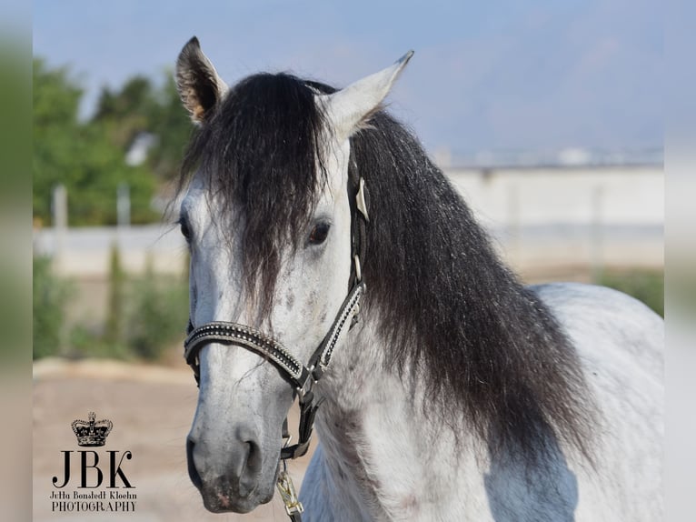 PRE Mix Hengst 7 Jaar 158 cm Schimmel in Tabernas Almeria