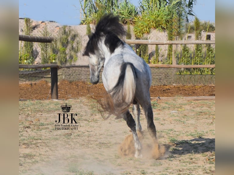 PRE Hengst 7 Jaar 158 cm Schimmel in Tabernas Almeria