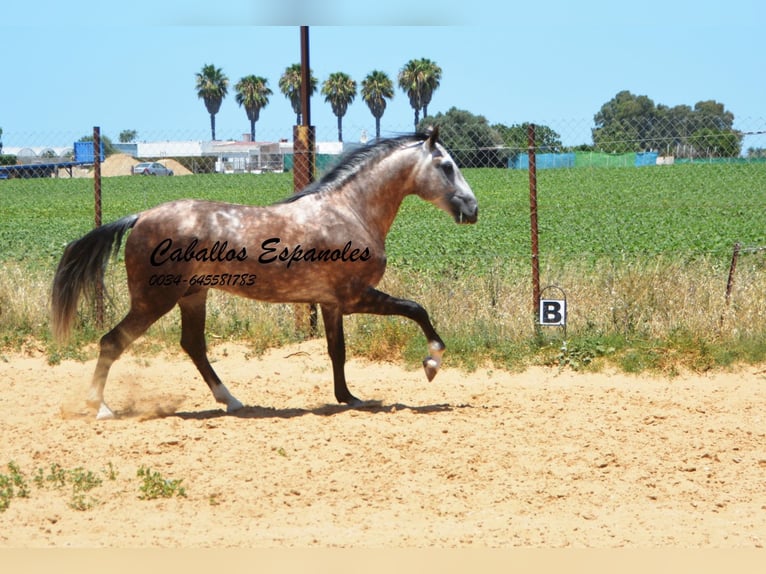 PRE Hengst 7 Jaar 159 cm Schimmel in Vejer de la Frontera