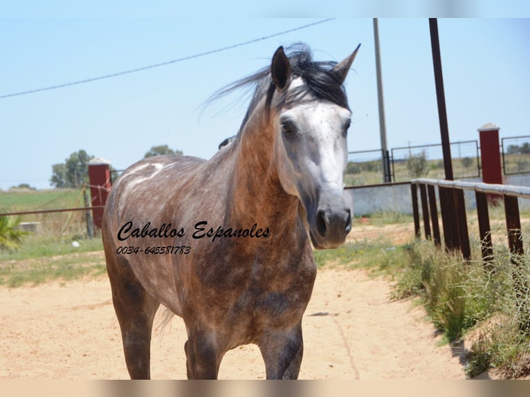 PRE Hengst 7 Jaar 159 cm Schimmel in Vejer de la Frontera