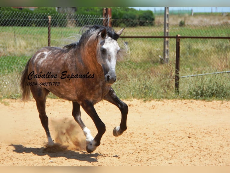 PRE Hengst 7 Jaar 159 cm Schimmel in Vejer de la Frontera