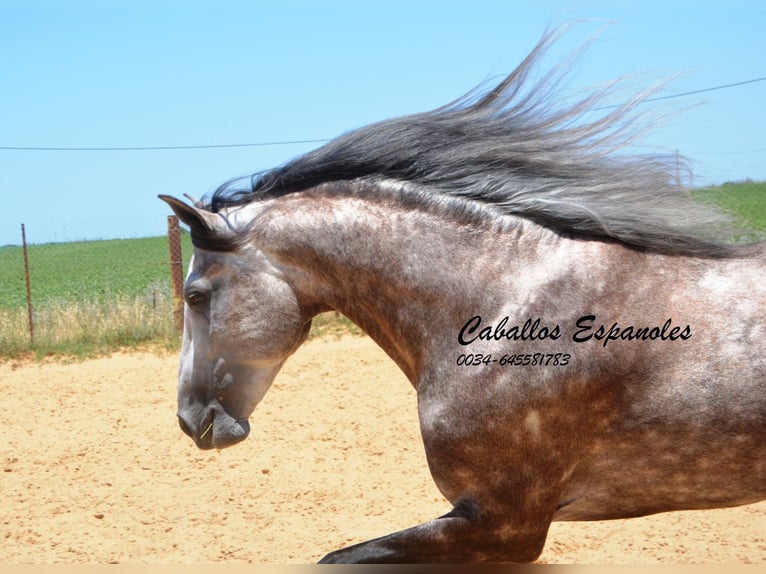 PRE Hengst 7 Jaar 159 cm Schimmel in Vejer de la Frontera