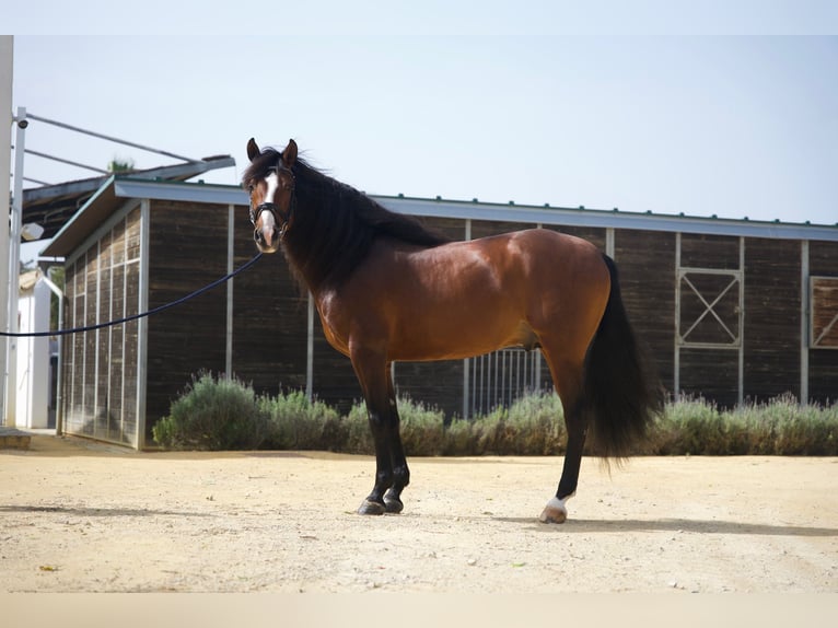 PRE Hengst 7 Jaar 160 cm  in Conil de la Frontera