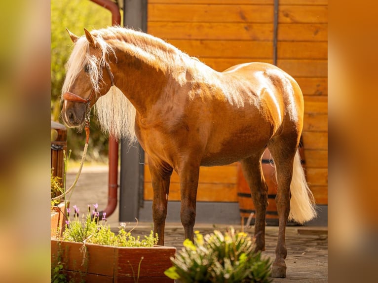 PRE Mix Hengst 7 Jaar 160 cm Palomino in Martfeld