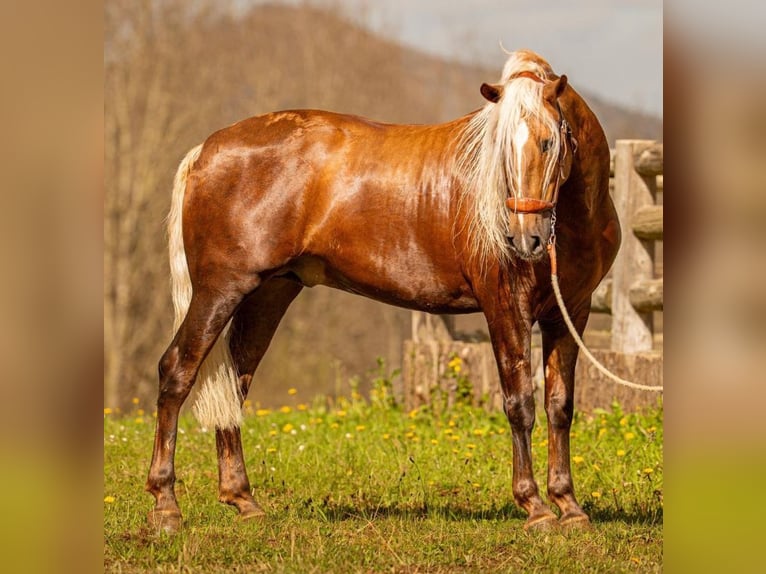 PRE Mix Hengst 7 Jaar 160 cm Palomino in Martfeld