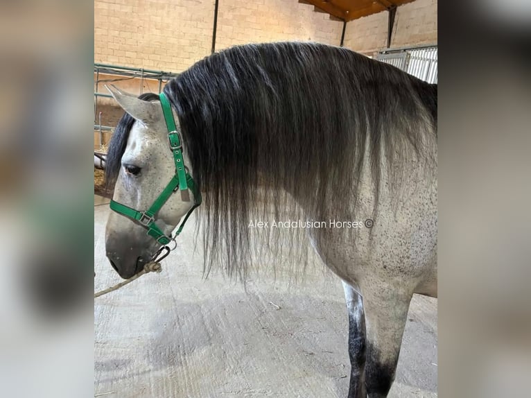 PRE Mix Hengst 7 Jaar 160 cm Schimmel in Sevilla