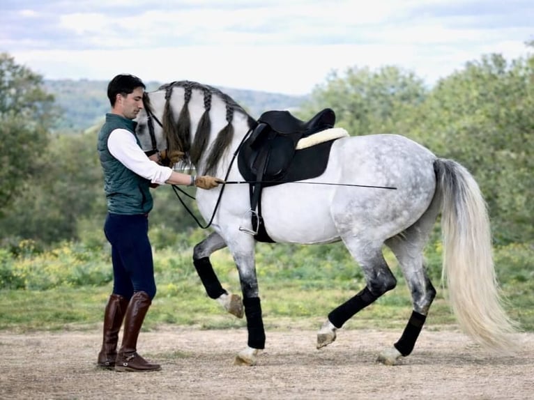 PRE Mix Hengst 7 Jaar 160 cm Schimmel in Navas Del Madroño